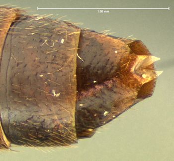 Media type: image;   Entomology 7309 Aspect: abdomen ventral view